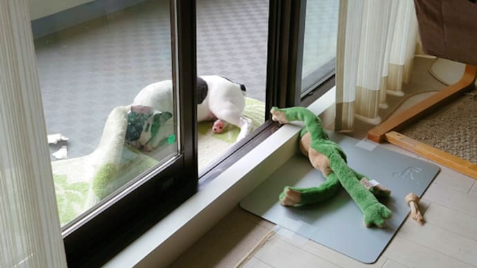 まるぴぃと可笑しなカエルくん