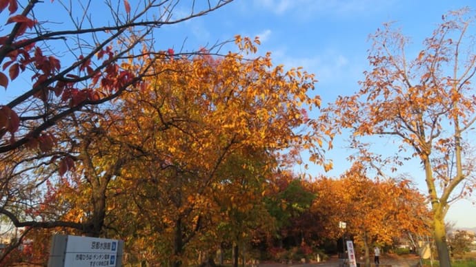 梅小路公園の紅葉2024
