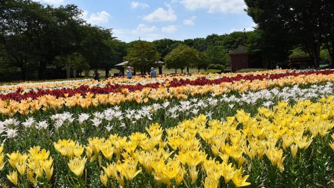 ゆり・ひまわり狩り 埼玉県深谷市樫合 深谷グリーンパーク(2)現在、フラワー園はゆりが見頃