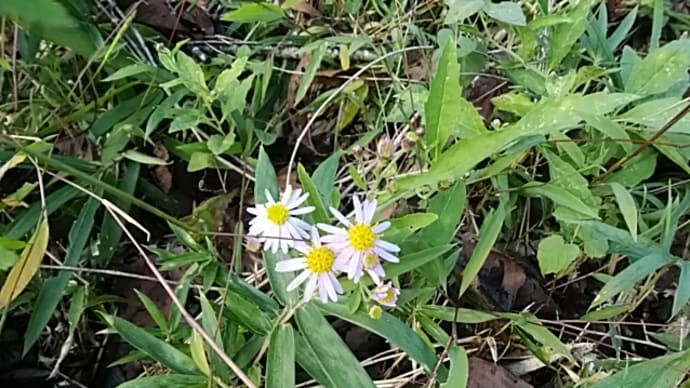 隙あらば来てをり一文字せゝり／森 青萄