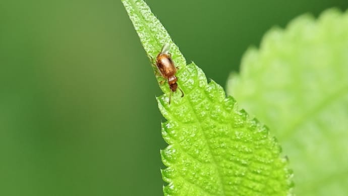 ☆ お寺へ続く林道で！ 《 ここは虫さんの宝庫なのだ 》