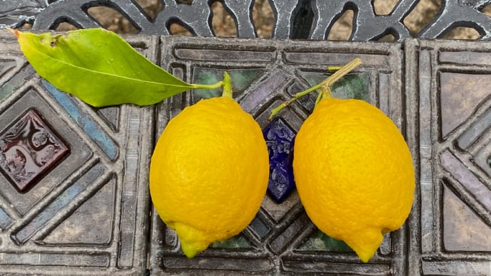 レモンの収穫