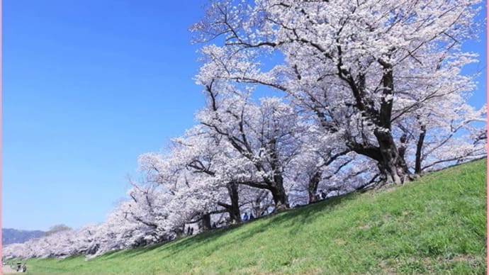 2023桜便り9(背割堤の桜)