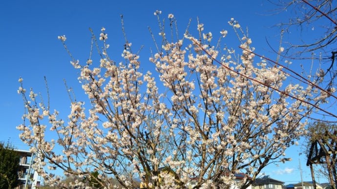 青空にサクランボの花、山川ほうさい、水仙🎶