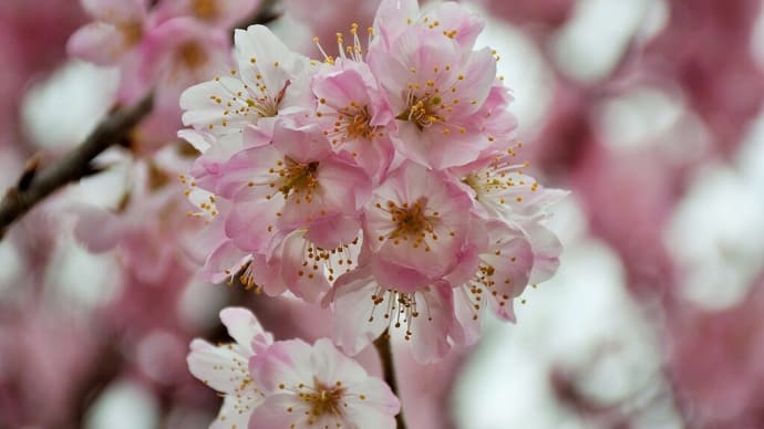 春めき桜狩り　神奈川県南足柄市千津島　ふくざわ公園（2）河津桜より薄いピンクの春めき桜