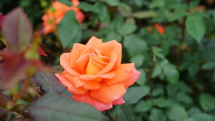 神代植物公園のバラ：オレンジの競演