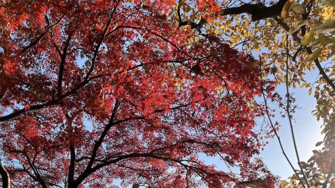 井の頭公園、はな子の話