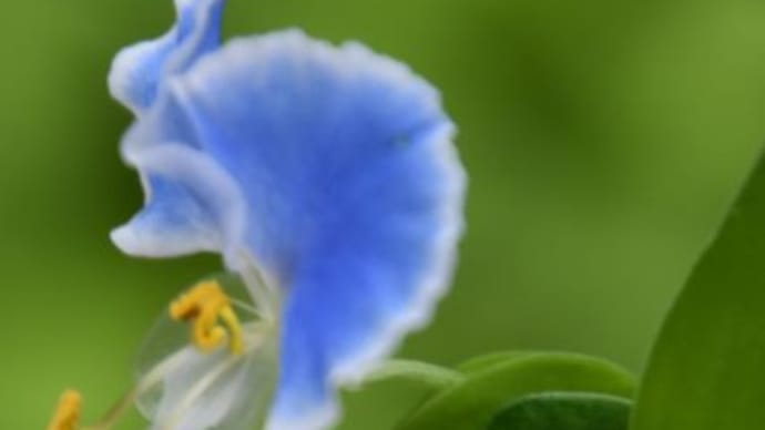 庭で咲く花たち 雨上がりのメガネツユクサ 65