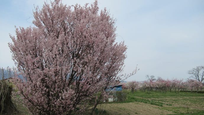桜を求めて~長井市内 2 梅林