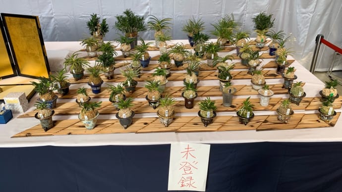 第70回日本富貴蘭会美術品評全国大会 展示品