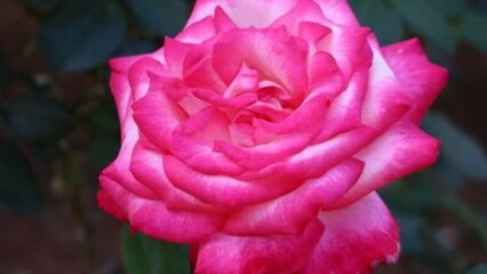 北公園の薔薇②