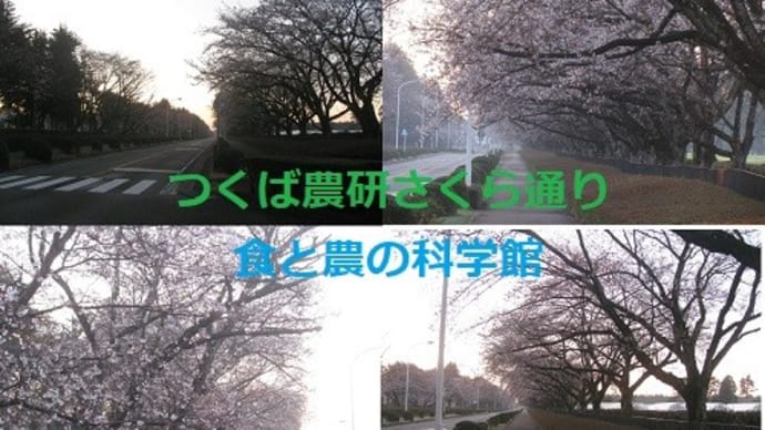 『 つくば農研さくら通りの桜』