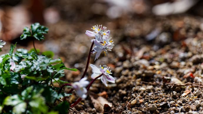 水生植物公園みずの森 その2(バイカオウレンほか)