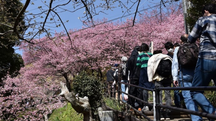 さくら狩り 神奈川県松田町西平畑公園 第23回まつだ桜まつり(2)長い大名行列で登ってます
