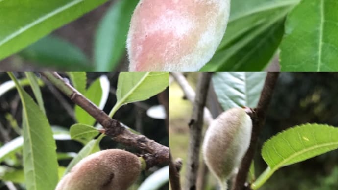 アーモンドの木に実が・・・貴重な4粒😅