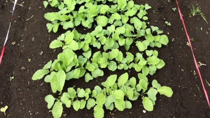 家庭菜園 カボチャ バタ―ナッツカボチャ
