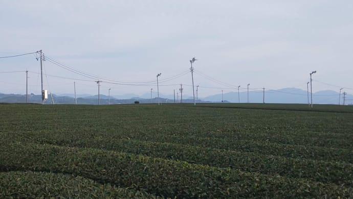 静岡見つけた 11 牧之原大茶園 〜島田市、牧之原市〜