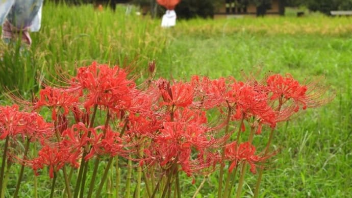 彼岸花