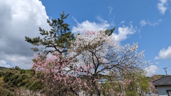 あさひにはかたくりと同時ににこんな魅力的な花も咲きますよ(^O^)