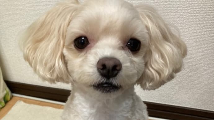 21日(日)は青山ファーマーズマーケットに出店します!