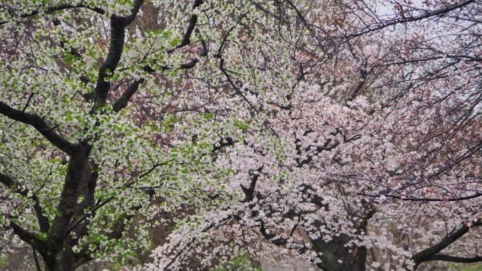 05/Apr 染井吉野と大島桜とライラックと菜の花ツバメ