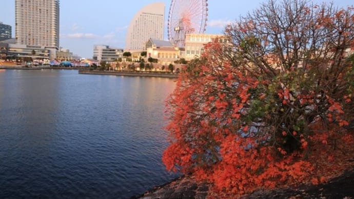 『 YOKOHAMA 』夜景!!【2024.12.6(金)】