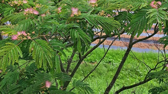 普通なら見上げるだけの合歓の花