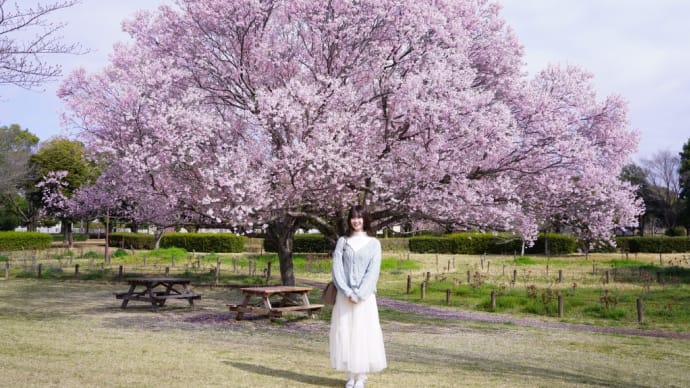 桃花さん撮影会2025「古代蓮の桜」