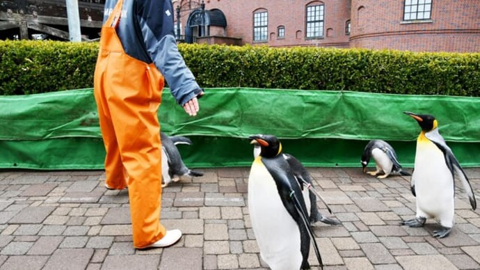 ペンギンパレード