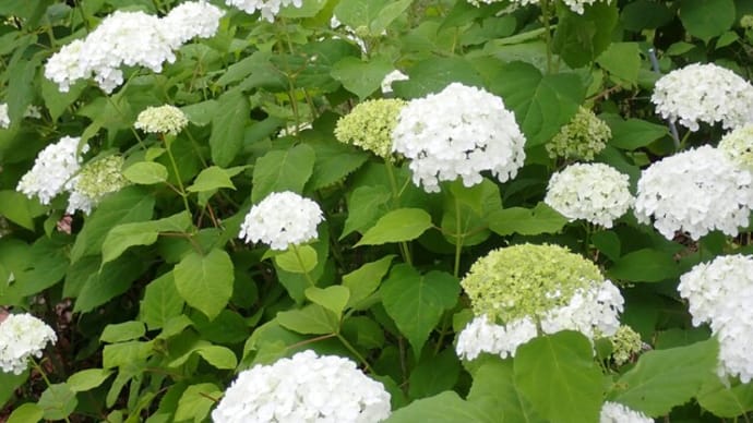今朝の花壇ーYMさんを偲んで
