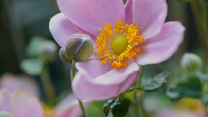 ●我が家の9月の花(15) シュウメイギク ホトトギス ヤブラン オステオスペルマム ベロニカロイヤルキャンドル ゴーヤ