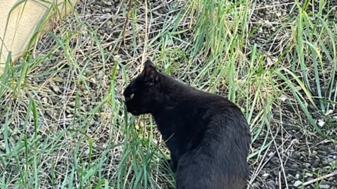 194日目、外猫さん現る‼️