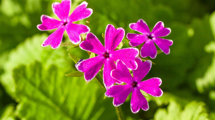 庭の花と新葉、朝日を浴びて (4月)