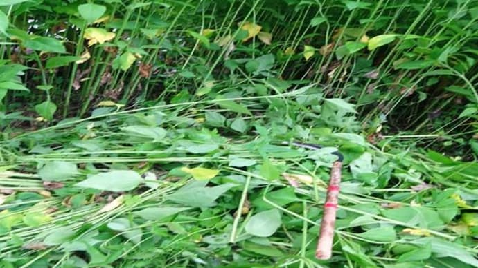 菊芋の成長　～　相模原市北丹沢の麓　タカギの畑では
