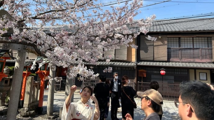  関西の桜（2023年春）（13）