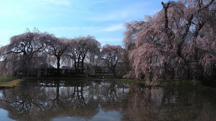 春の旅~② 安養寺のしだれ桜