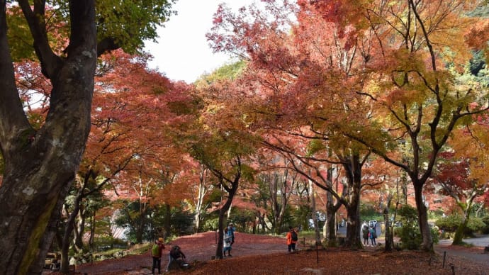 もみじ狩り 京都編3日目 ハイライト【1~5】八瀬もみじの小径、比叡山延暦寺、瑠璃光院手前、三千院、曼殊院
