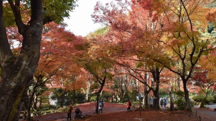 もみじ狩り　京都編3日目　ハイライト【1～5】八瀬もみじの小径、比叡山延暦寺、瑠璃光院手前、三千院、曼殊院