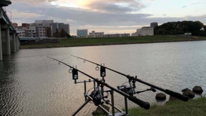 12月1日の鯉釣り