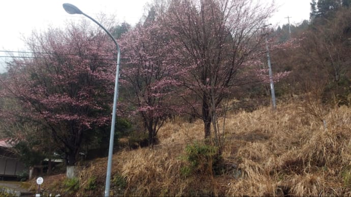 蜂須賀桜咲く