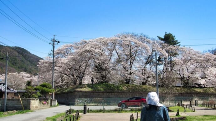 信州の五稜郭と桜 黒猫とパソコン