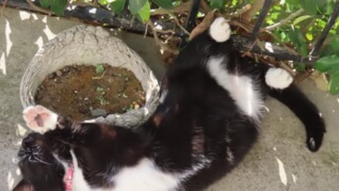 2+2+2=猫の日