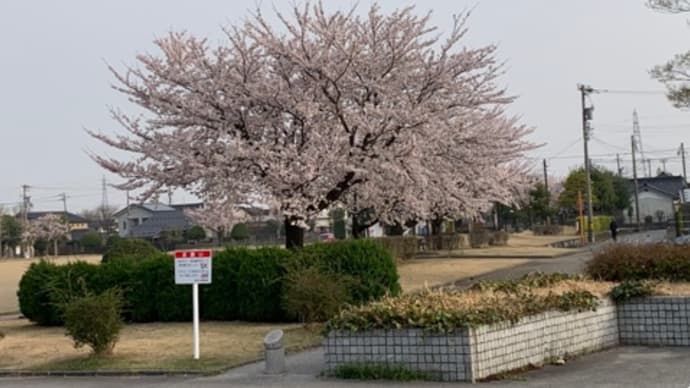 桜満開~☆