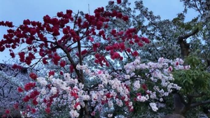 氷月神示 他の暗号解読編 820 (ブログの本旨)