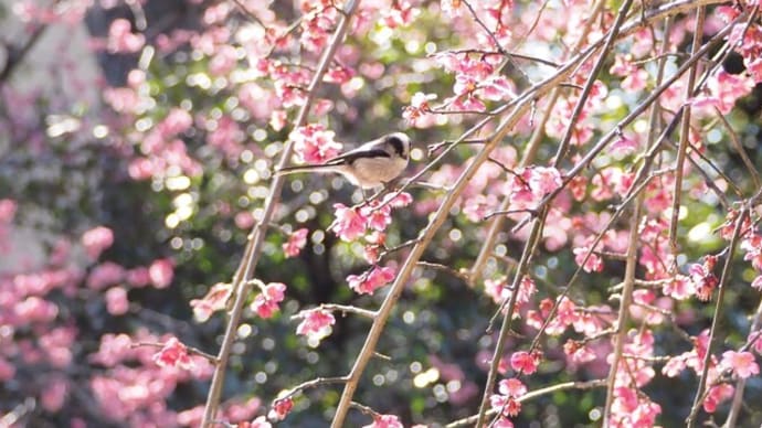 今ようやく梅の花と小鳥