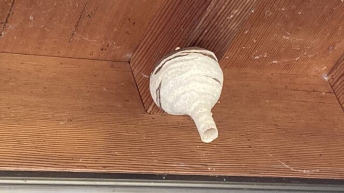 とっくり型の蜂の巣が玄関に!!!