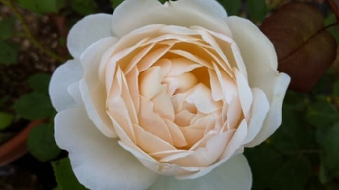 続々続の薔薇