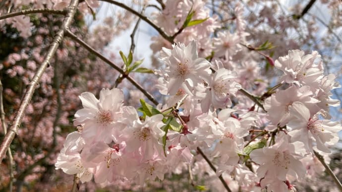紅枝垂れ桜の平安神宮からの散策