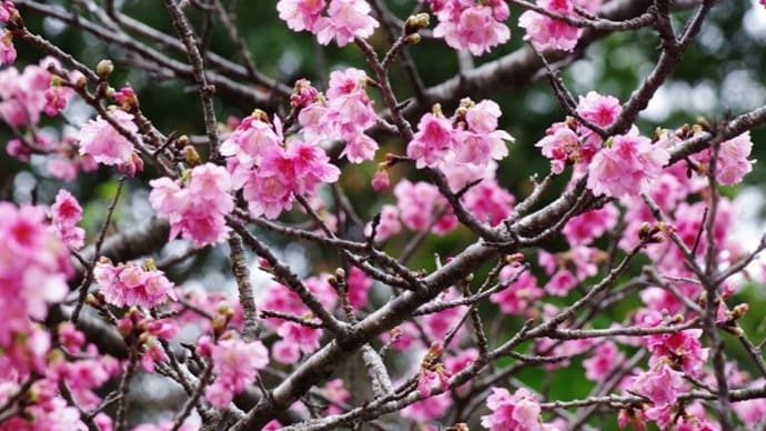 滝と桜の競演(20240125ー①）