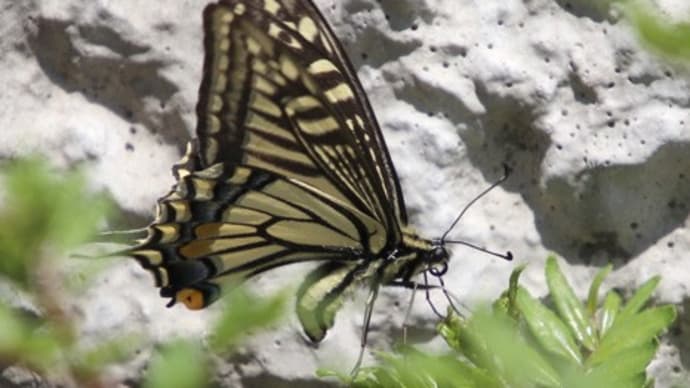 山椒の木にアゲハチョウ